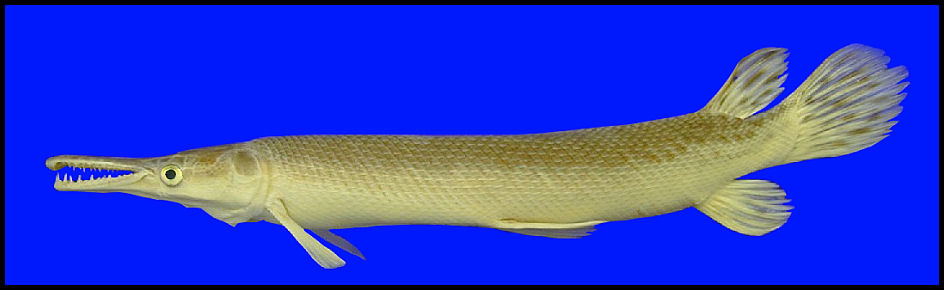 alligator gar Atractosteus spatula