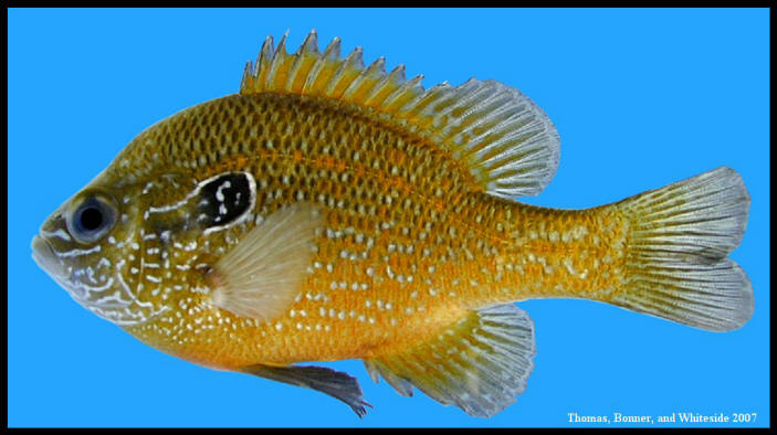 dollar sunfish Lepomis marginatus