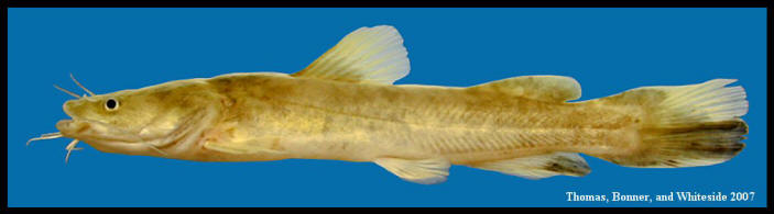 flathead catfish Pylodictis olivaris
