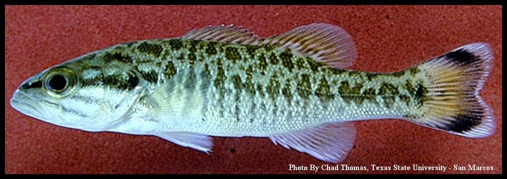 Guadalupe bass Micropterus treculii