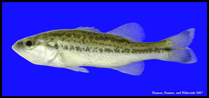 largemouth bass Micropterus salmoides