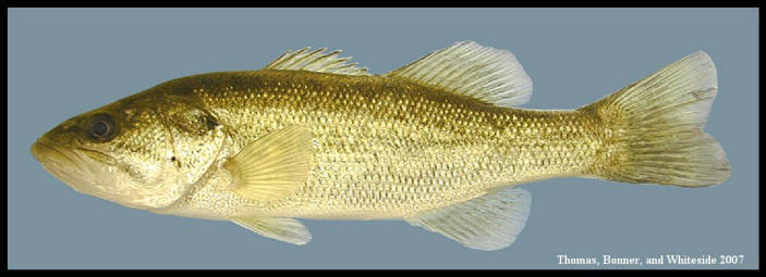 largemouth bass Micropterus salmoides