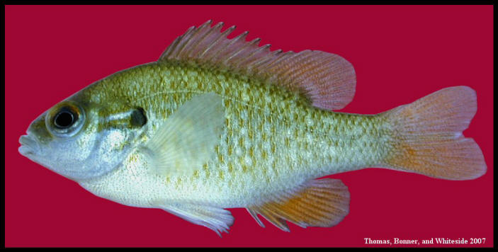 Texas Sunfish Identification Guide