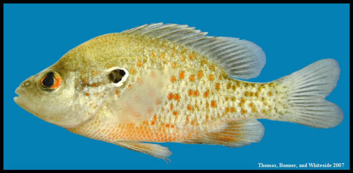 orangespotted sunfish Lepomis humilis