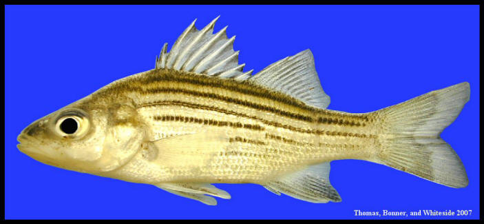 yellow bass Morone mississippiensis