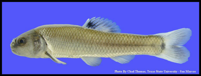 http://txstate.fishesoftexas.org/breeding%20bullhead%20minnow%20(early).jpg