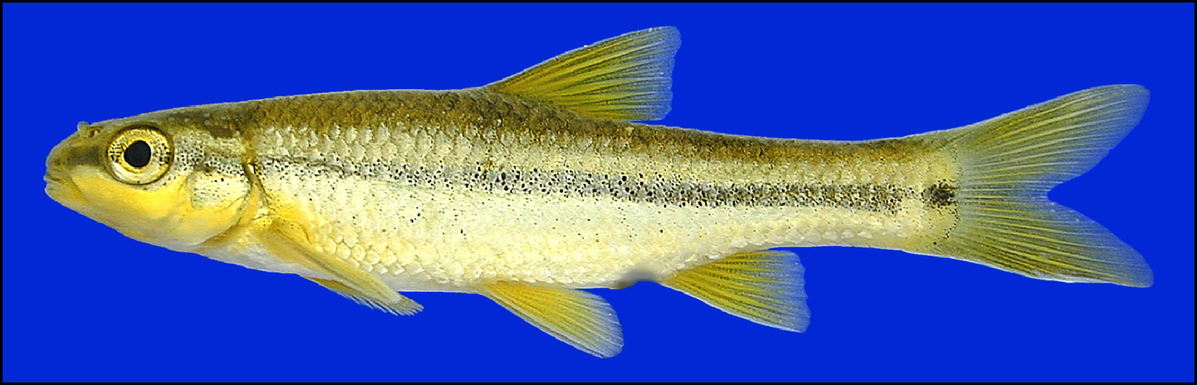 Minnow, Freshwater, Cyprinidae, Cypriniformes